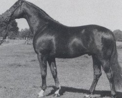 stallion Jet Set (Hanoverian, 1981, from Jet Stream xx)