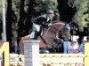 stallion Camporado B (Holsteiner, 1993, from Campione)
