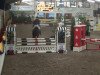 jumper Flip Easy (Swedish Warmblood, 2008)