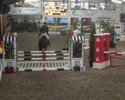 jumper Flip Easy (Swedish Warmblood, 2008)