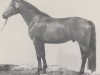 stallion Gonfaron (Westphalian, 1979, from Goldlack I)