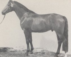 stallion Gonfaron (Westphalian, 1979, from Goldlack I)