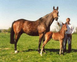 broodmare Texas (Holsteiner, 1981, from Carneval)