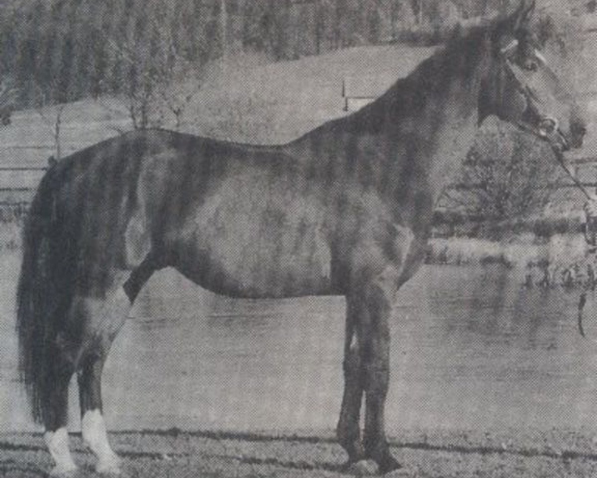 stallion Rassenstein (Bavarian, 1983, from Rasso)