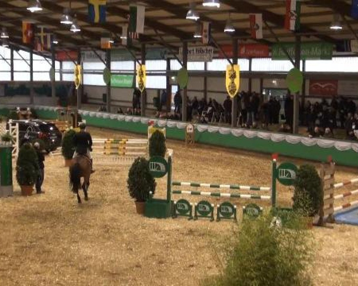 Springpferd Don Diego (KWPN (Niederländisches Warmblut), 2008, von Verdi)