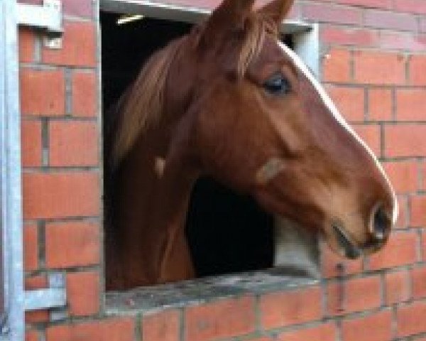 dressage horse Ruby (Hanoverian, 2009, from Rascalino)