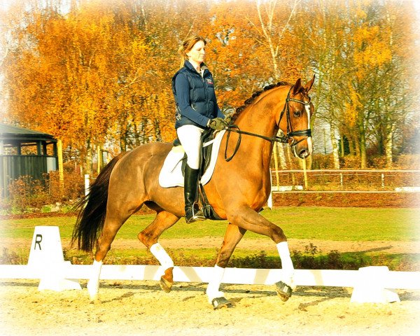 broodmare Zara K (KWPN (Royal Dutch Sporthorse), 2008, from Zodiak)