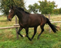 broodmare Donna Acordita (Oldenburg, 2008, from Acordelli)