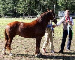 broodmare Basswood Beautiful (Welsh-Cob (Sek. C), 2006, from Tremymor Sir Geraint)