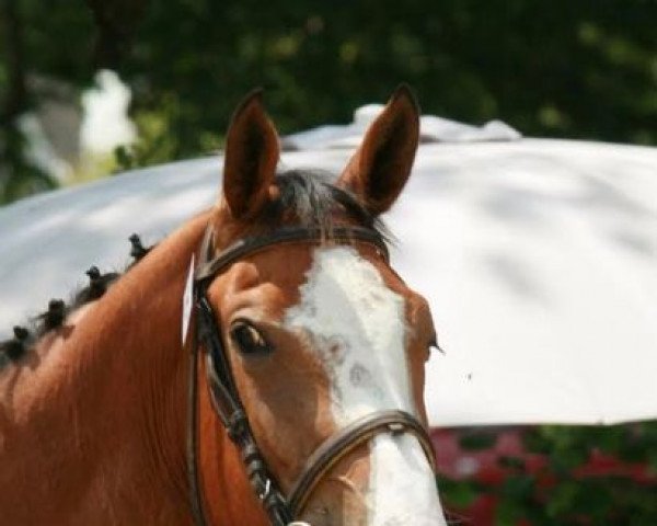 Springpferd Eloize M'Aurea (Selle Français, 2014, von Quel Homme de Hus)