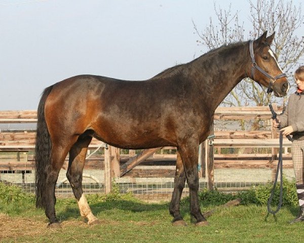 broodmare Realieta (KWPN (Royal Dutch Sporthorse), 1998, from Mr Blue)