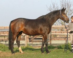 broodmare Realieta (KWPN (Royal Dutch Sporthorse), 1998, from Mr Blue)