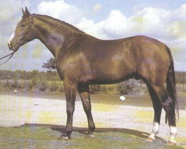 stallion Wachmann I (Hanoverian, 1976, from Wedekind)