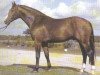 horse Wachmann I (Hanoverian, 1976, from Wedekind)