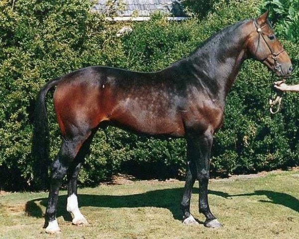 stallion Caruso (Royal Warmblood Studbook of the Netherlands (KWPN), 1984, from Notaris)