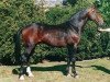 stallion Caruso (Dutch Warmblood, 1984, from Notaris)