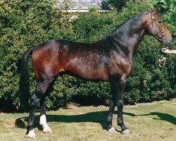 stallion Caruso (KWPN (Royal Dutch Sporthorse), 1984, from Notaris)