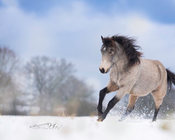 dressage horse Violamboss Glad Jabari (Connemara Pony, 2016, from Glaskopf Golden Sailor)
