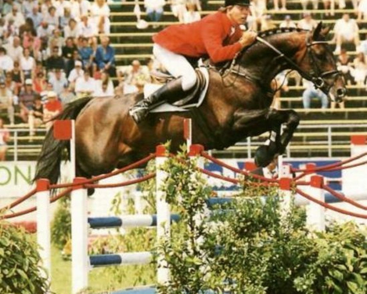 Deckhengst Jabot (KWPN (Niederländisches Warmblut), 1987, von Jasper)