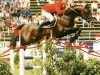 stallion Jabot (Dutch Warmblood, 1987, from Jasper)
