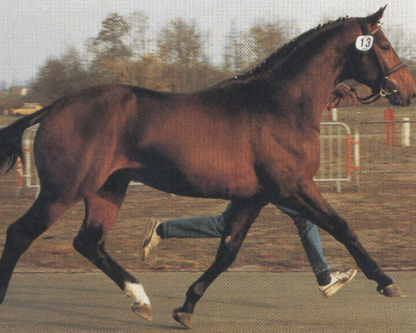 stallion Top of Class (Oldenburg, 1984, from Titus)