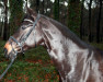 broodmare Hot Chocolate M (German Warmblood, 2008, from Hotline)