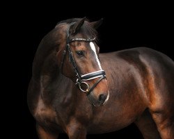 dressage horse Anton 713 (Holsteiner, 2009, from Armand xx)