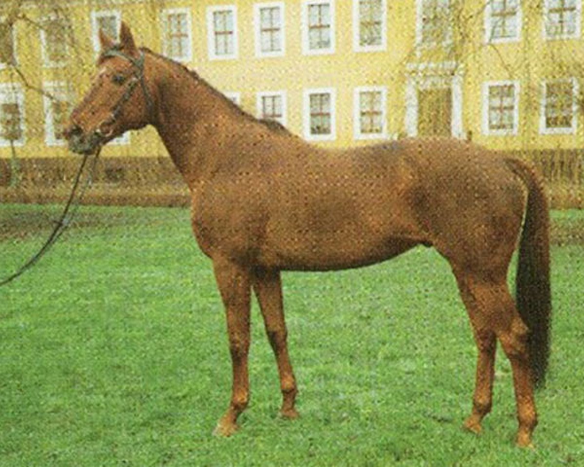 stallion Darß xx 2753 (Thoroughbred, 1982, from Gidron xx)