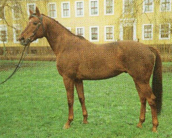 stallion Darß xx (Thoroughbred, 1982, from Gidron xx)