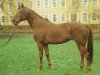 stallion Darß xx (Thoroughbred, 1982, from Gidron xx)