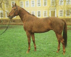 stallion Darß xx 2753 (Thoroughbred, 1982, from Gidron xx)