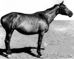 broodmare Emblema I (Russian Trakehner, 1948, from Eifel ex Perkeo)