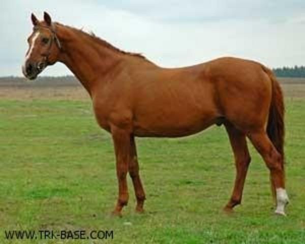 stallion Aprel (Trakehner, 1974, from Paket)