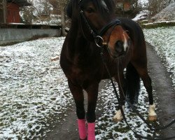 dressage horse Voodoo Dancer L (German Riding Pony, 2004, from Vivaldi)