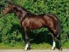 stallion Senna Z (Zangersheide riding horse, 1994, from Sandro)