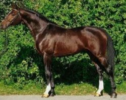 stallion Senna Z (Zangersheide riding horse, 1994, from Sandro)