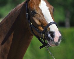 broodmare Wispile Petite (Oldenburg, 2003, from Wolkentanz II)