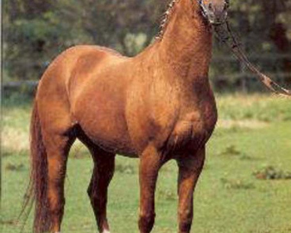 stallion Mumpitz (Trakehner, 1971, from Postmeister)