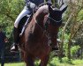 dressage horse Salenta (Zweibrücken, 2011, from Salento)