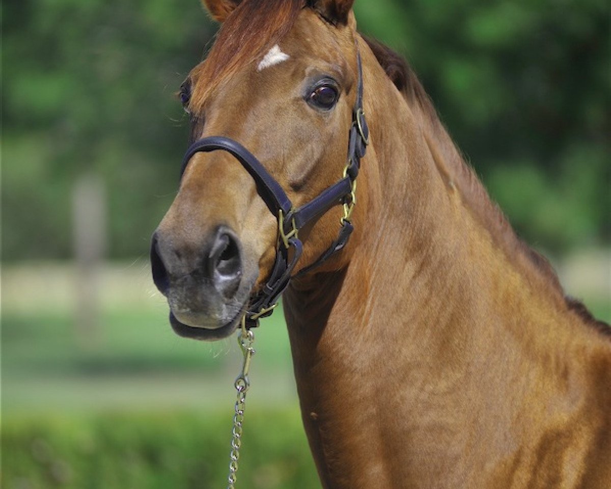 broodmare Retina (Hanoverian, 2002, from Rubin Royal OLD)