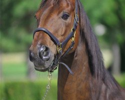 broodmare Leysieffer (Hanoverian, 2000, from Londonderry)