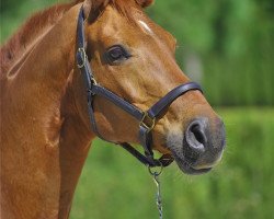 broodmare Werica (Hanoverian, 1998, from Wolkentanz I)