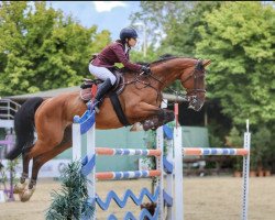 jumper Edison S (KWPN (Royal Dutch Sporthorse), 2009, from Andiamo)