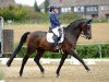 dressage horse Quarterback 13 (Westphalian, 2008, from Quinta Real)