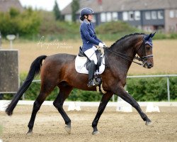 dressage horse Quarterback 13 (Westphalian, 2008, from Quinta Real)