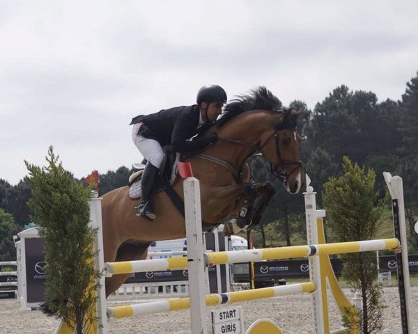 jumper Cida (KWPN (Royal Dutch Sporthorse), 2007)