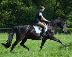 dressage horse Diamand (Rheinländer, 2007, from Dancing Dynamite)