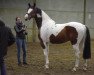 stallion Umberto van Erpekom (anglo european sporthorse, 2008, from Utah van Erpekom)