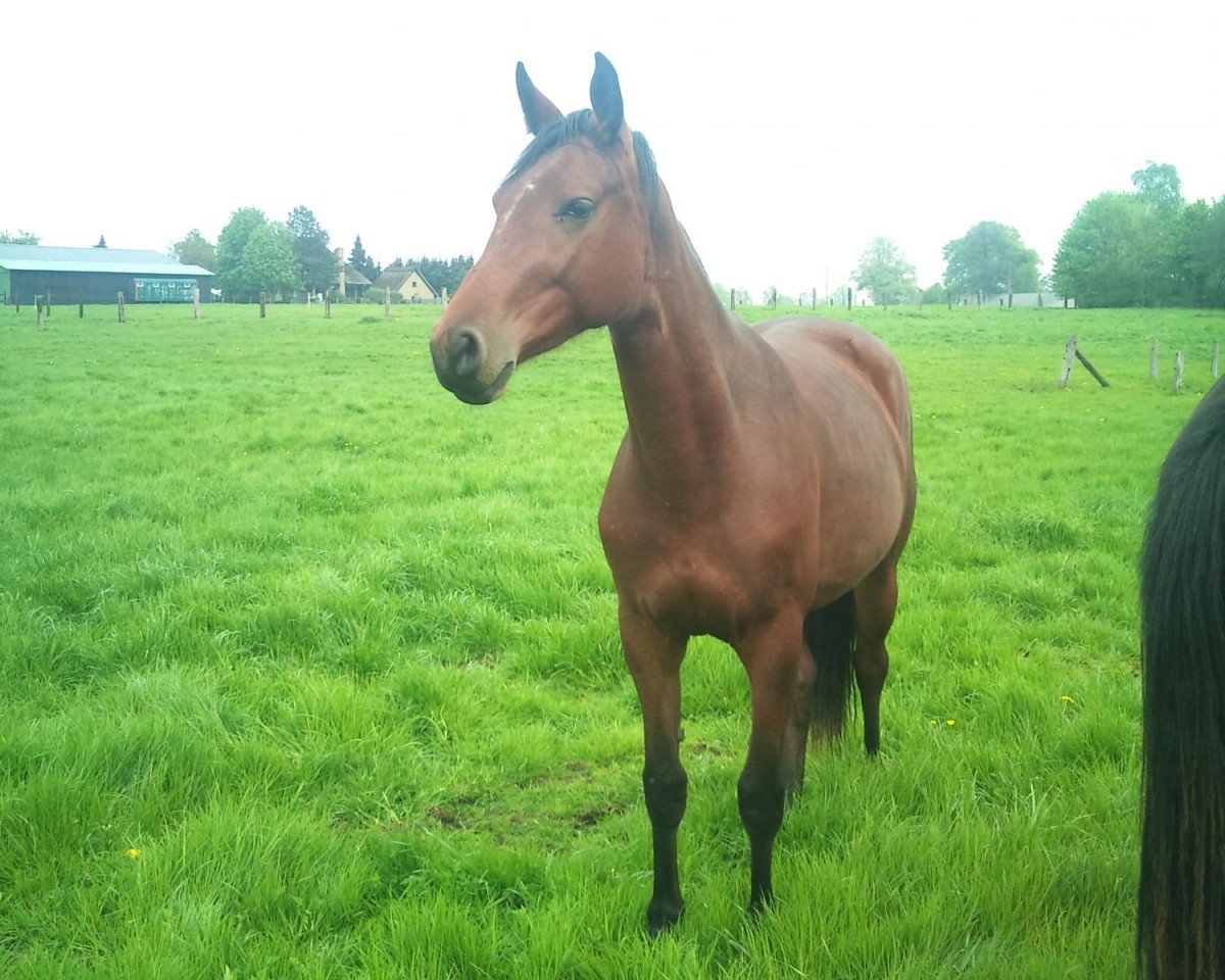 horse Sakina Dinard (Westphalian, 2010, from Sergio Rossi)