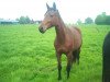 dressage horse Sakina Dinard (Westphalian, 2010, from Sergio Rossi)